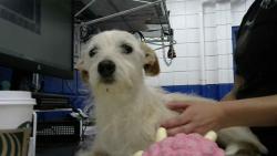 Shelter Stray Male Dog last seen , 8920 Lomas Blvd NE, Albuquerque, NM 87112, USA