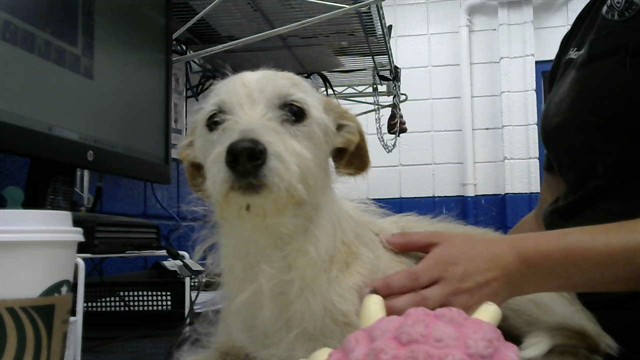 Shelter Stray Male Dog last seen , 8920 Lomas Blvd NE, Albuquerque, NM 87112, USA