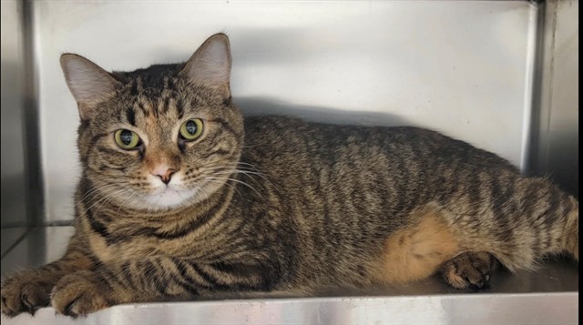 Shelter Stray Female Cat last seen OFALLON, 4850 Mid Rivers Mall Dr, St Peters, MO 63376, USA