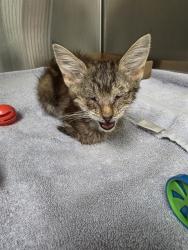 Shelter Stray Female Cat last seen INDIAN SCHOOL AND TRAMWAY, 8920 Lomas Blvd NE, Albuquerque, NM 87112, USA