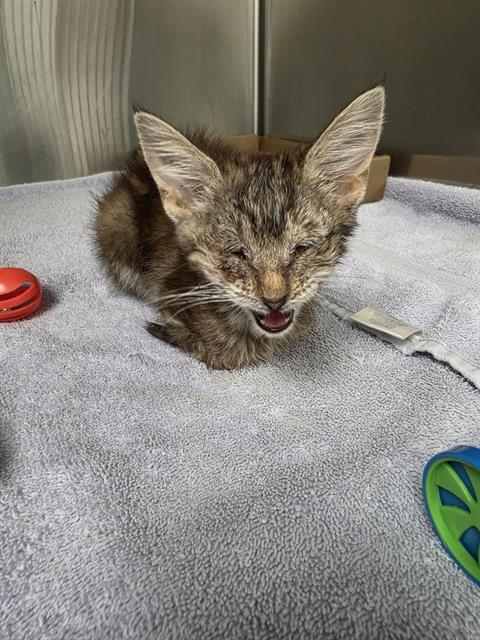 Shelter Stray Female Cat last seen INDIAN SCHOOL AND TRAMWAY, 8920 Lomas Blvd NE, Albuquerque, NM 87112, USA