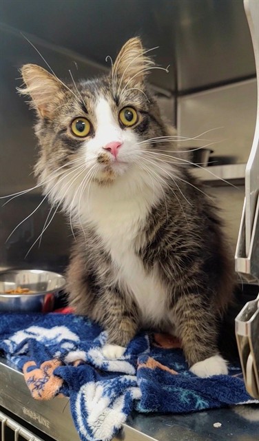 Shelter Stray Male Cat last seen OFALLON, 4850 Mid Rivers Mall Dr, St Peters, MO 63376, USA