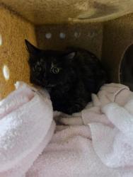 Shelter Stray Female Cat last seen Near BLOCK CALLE CARISMA NE, 8920 Lomas Blvd NE, Albuquerque, NM 87112, USA
