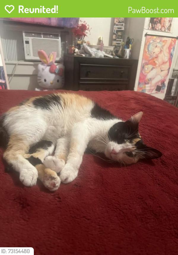 Reunited Female Cat last seen gunthers machine shop, Walkersville, MD 21793