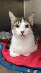 Shelter Stray Male Cat last seen ST CHARLES CO, 4850 Mid Rivers Mall Dr, St Peters, MO 63376, USA