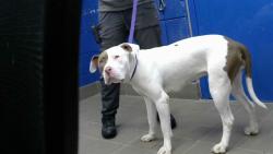 Shelter Stray Female Dog last seen MARQUETTE AND PENNSYLVANIA, 8920 Lomas Blvd NE, Albuquerque, NM 87112, USA