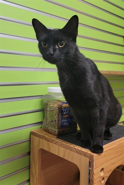 Shelter Stray Male Cat last seen OFALLON, 4850 Mid Rivers Mall Dr, St Peters, MO 63376, USA
