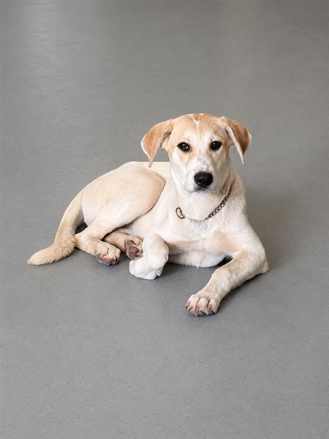 Shelter Stray Female Dog last seen STILL BRIDGE RD, 1601 Airport Rd, Shelby, NC 28150, USA