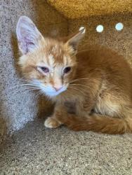 Shelter Stray Male Cat last seen Near BLOCK ATRISCO VISTA SW, 11800 Sunset Gardens Rd SW, Albuquerque, NM 87121, USA