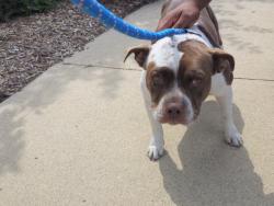 Shelter Stray Female Dog last seen Near BLOCK E JEFFERSON AVE, DETROIT, MI, 7401 Chrysler Dr, Detroit, MI 48211, USA