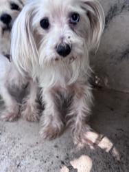 Shelter Stray Unknown Dog last seen Near BLOCK SE 45TH ST, 2811 SE 29th St, Oklahoma City, OK 73129, USA