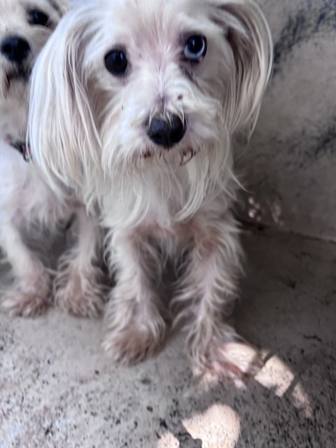 Shelter Stray Male Dog last seen Near BLOCK SE 45TH ST, 2811 SE 29th St, Oklahoma City, OK 73129, USA