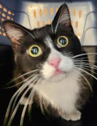 Shelter Stray Male Cat last seen Near BLOCK S RICHFIELD WAY, AURORA CO 80013 3254, 2080 S Quebec St, Denver, CO 80231, USA