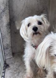 Shelter Stray Unknown Dog last seen Near BLOCK SE 45TH ST, 2811 SE 29th St, Oklahoma City, OK 73129, USA