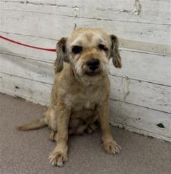 Shelter Stray Female Dog last seen RANCHERO AND DRIFTWOOD, 333 Chandler Pl, San Bernardino, CA 92408, USA