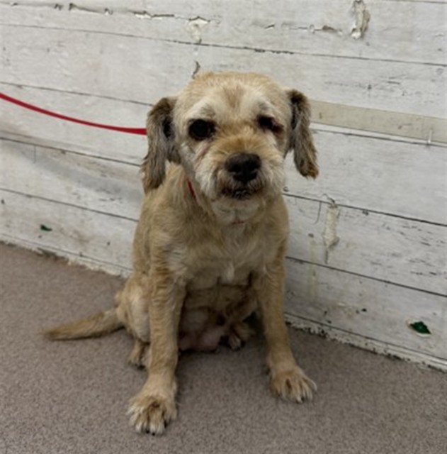 Shelter Stray Female Dog last seen RANCHERO AND DRIFTWOOD, 333 Chandler Pl, San Bernardino, CA 92408, USA