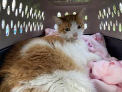Shelter Stray Male Cat last seen Near BLK E 63RD ST, LONG BEACH 90805, 7700 E Spring St, Long Beach, CA 90815, USA