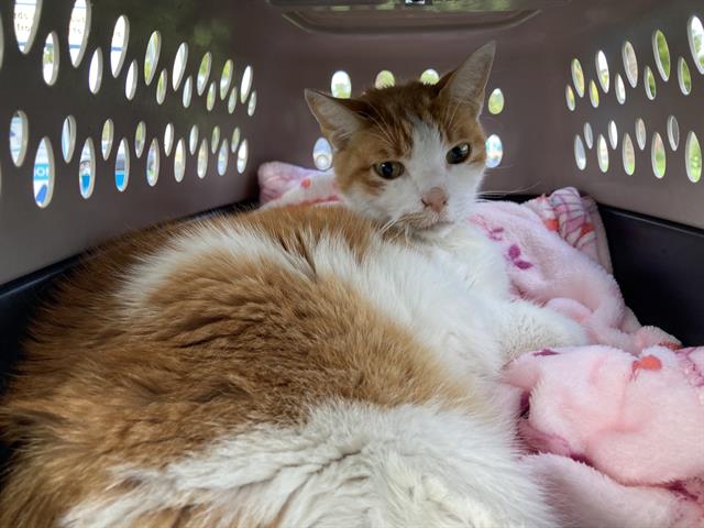 Shelter Removed Male Cat last seen Near BLK E 63RD ST, LONG BEACH 90805, 7700 E Spring St, Long Beach, CA 90815, USA