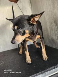 Shelter Stray Female Dog last seen Near BLOCK SYCAMORE COVE, 4710 TX-151, San Antonio, TX 78227, USA