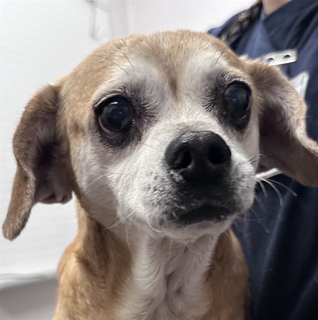 Shelter Stray Male Dog last seen , 4000 N Silverbell Rd, Tucson, AZ 85745, USA