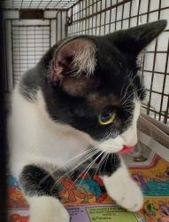 Shelter Stray Female Cat last seen Near BLOCK SW 14 ST, DANIA FL 33004, 2400 SW 42nd St, Fort Lauderdale, FL 33312, USA