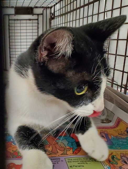 Shelter Stray Female Cat last seen Near BLOCK SW 14 ST, DANIA FL 33004, 2400 SW 42nd St, Fort Lauderdale, FL 33312, USA