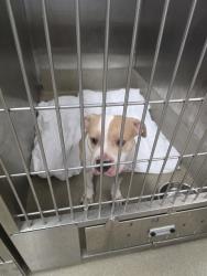 Shelter Stray Female Dog last seen SW 42ND STREET, FORT LAUDERDALE, FL 33312, 2400 SW 42nd St, Fort Lauderdale, FL 33312, USA