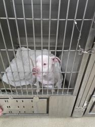 Shelter Stray Female Dog last seen SW 42ND STREET, FORT LAUDERDALE, FL 33312, 2400 SW 42nd St, Fort Lauderdale, FL 33312, USA
