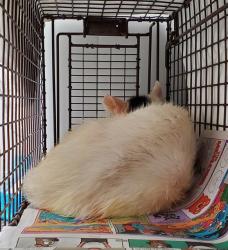 Shelter Stray Male Cat last seen Near BLOCK BEDFORD AVE HALLANDALE 33009, 2400 SW 42nd St, Fort Lauderdale, FL 33312, USA