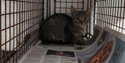 Shelter Stray Unknown Cat last seen Near BLOCK NW 31ST ST HOLLYWOOD 33024, 2400 SW 42nd St, Fort Lauderdale, FL 33312, USA