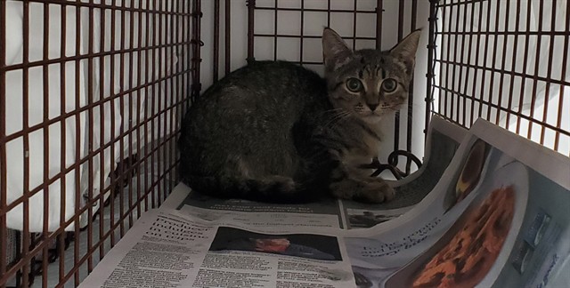 Shelter Stray Female Cat last seen Near BLOCK NW 31ST ST HOLLYWOOD 33024, 2400 SW 42nd St, Fort Lauderdale, FL 33312, USA