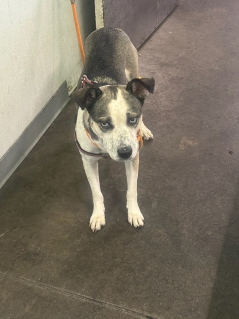 Shelter Stray Female Dog last seen , 1850 W 60th St, Los Angeles, CA 90047, USA