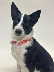 Shelter Stray Male Dog last seen JACKSON, 16 Barnes Ct, Hayward, CA 94544, USA