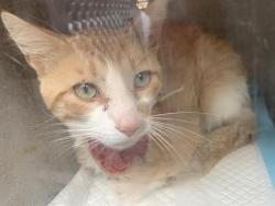 Shelter Stray Male Cat last seen SOUTH AVE & WILLOW ST, 2127 Front St, Sacramento, CA 95818, USA