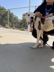 Shelter Stray Male Dog last seen CHARLOTTE, 8315 Byrum Dr, Charlotte, NC 28217, USA