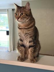Reunited Male Cat last seen Chadwick and Mitchell, Belleville, IL 62223