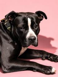 Shelter Stray Male Dog last seen Near BLOCK BRIDIER ST, 2020 Forest St, Jacksonville, FL 32204, USA