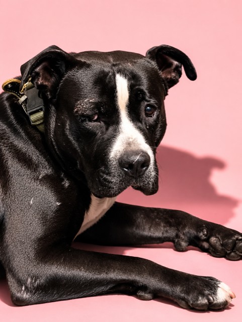 Shelter Stray Male Dog last seen Near BLOCK BRIDIER ST, 2020 Forest St, Jacksonville, FL 32204, USA