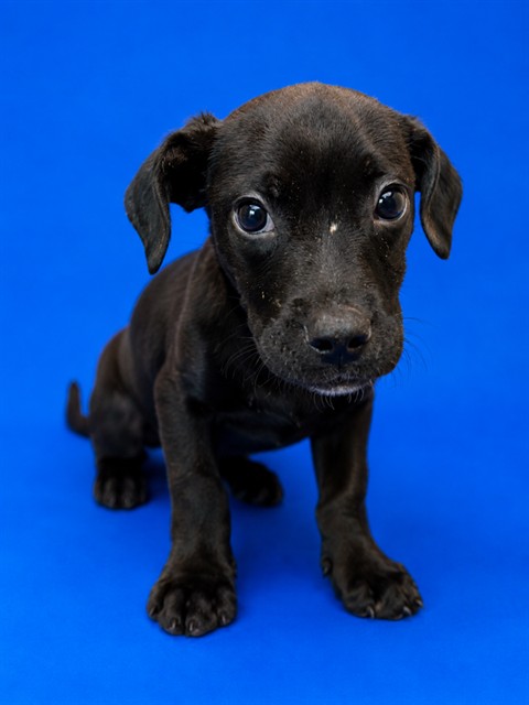 Shelter Stray Male Dog last seen , 2020 Forest St, Jacksonville, FL 32204, USA