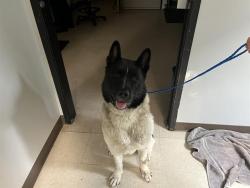 Shelter Stray Male Dog last seen Near BLOCK 64TH AVE S, KENT WA 98032, 21615 64th Ave S, Kent, WA 98032, USA