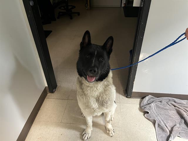 Shelter Stray Male Dog last seen Near BLOCK 64TH AVE S, KENT WA 98032, 21615 64th Ave S, Kent, WA 98032, USA