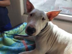 Shelter Stray Female Dog last seen 99TH LAREDO ST, 12155 Park Blvd, Brighton, CO 80601, USA
