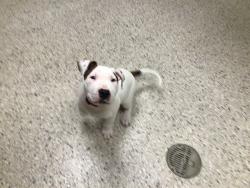 Shelter Stray Male Dog last seen 99TH AVE LAREDO ST, 12155 Park Blvd, Brighton, CO 80601, USA