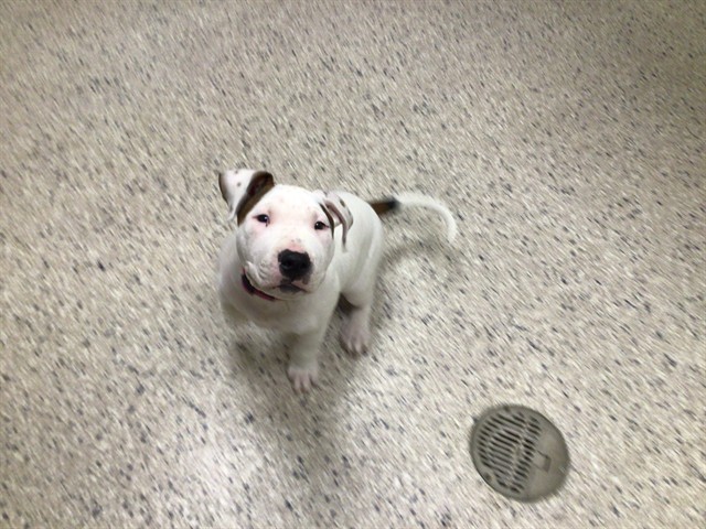 Shelter Stray Male Dog last seen 99TH AVE LAREDO ST, 12155 Park Blvd, Brighton, CO 80601, USA