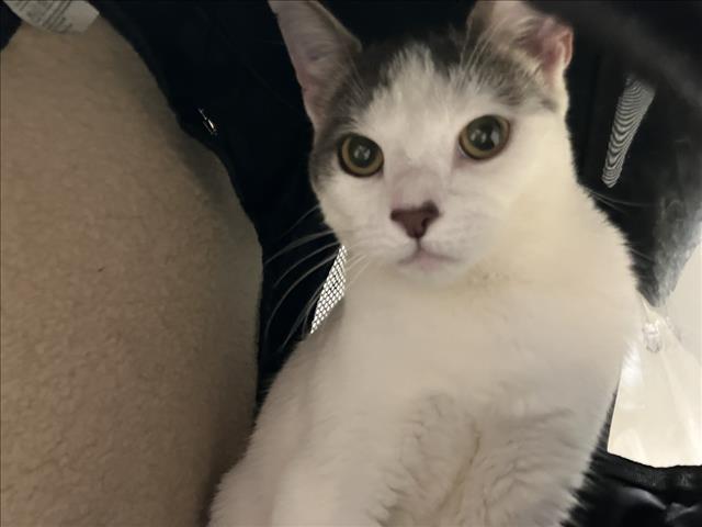 Shelter Stray Male Cat last seen S CHURTON ST, HILLSBOROUGH, NC, 1601 Eubanks Rd, Chapel Hill, NC 27516, USA
