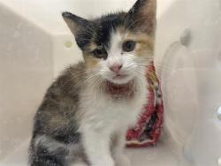 Shelter Stray Female Cat last seen LYONS PARK . 3301 S. 55 ST., 3839 W Burnham St, West Milwaukee, WI 53215, USA