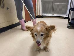 Shelter Stray Male Dog last seen Near BLOCK N 109TH ST, 3839 W Burnham St, West Milwaukee, WI 53215, USA