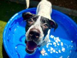 Shelter Stray Male Dog last seen , 2769 Conroy Rd, Orlando, FL 32839, USA