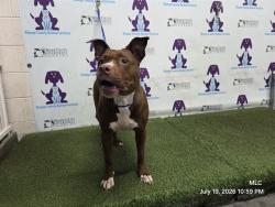 Shelter Stray Female Dog last seen , 2769 Conroy Rd, Orlando, FL 32839, USA