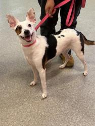 Shelter Stray Female Dog last seen Near BLOCK PRESTON GARDENS COURT, 3528 Newburg Rd, Louisville, KY 40218, USA